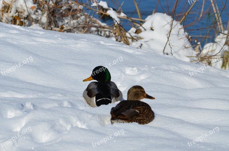 Mallards Snow Winter Duck White