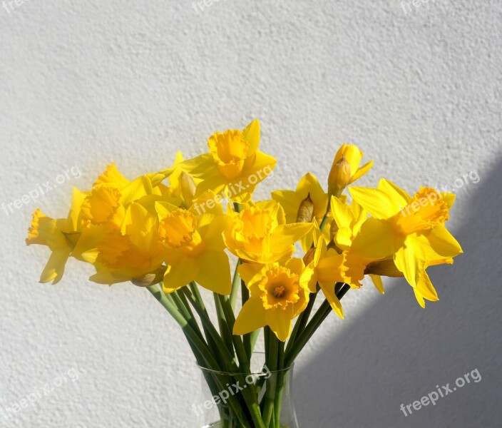 Daffodils Osterglocken Yellow Spring Blossom