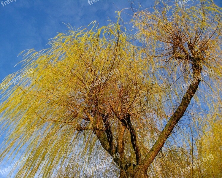 Tree Branches Willow Tree Pasture Nature