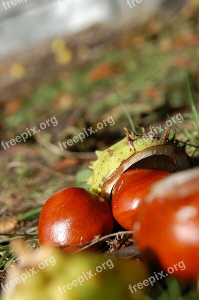 Chestnuts Autumn Horse Chestnut Free Photos