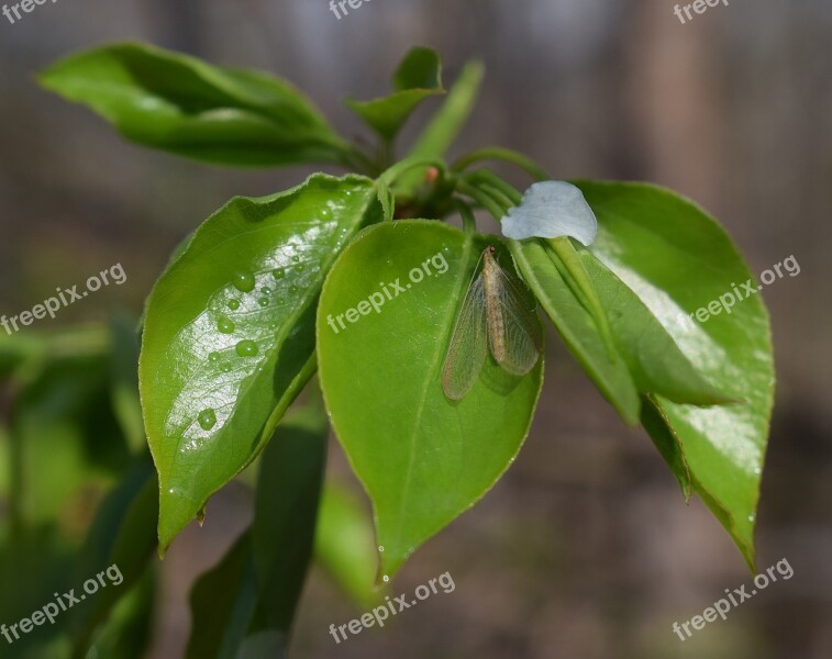 Mayfly Insect Bud Flying Spring