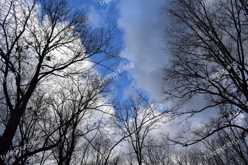 Trees Branches Fluffy Clouds Blue Sky Clouds Landscape