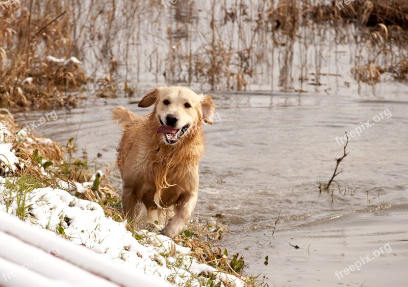 Golden Lab Retriever Happy Dog