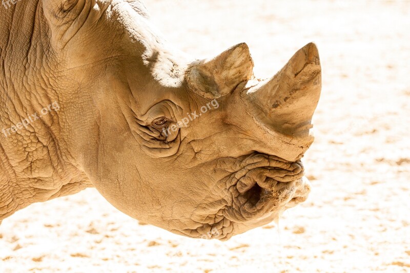 Rhino Africa Pachyderm Animal Safari Park