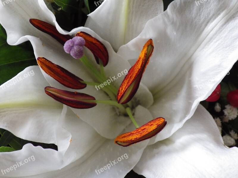 Lily Flower White Close Up Blossom