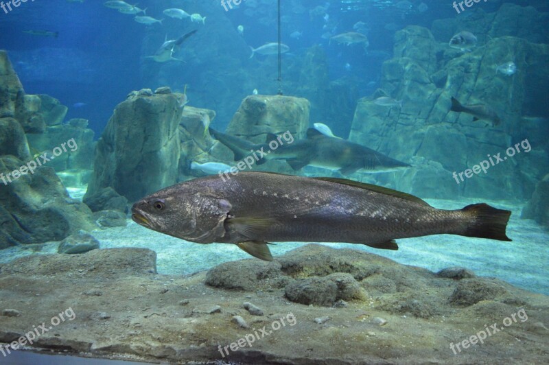 Marine Fish Shark Free Photos