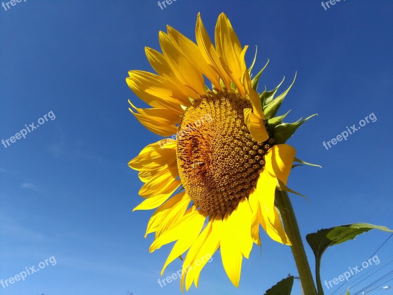 Sunflower Flower Sun Sky Sun Flower