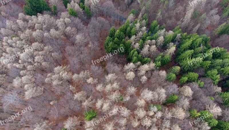 Who Was A Aerial View Forest Mountain Above