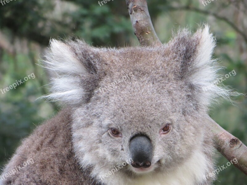 Koala Australia Wildlife Animal Native