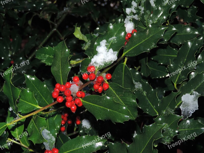 Red Berries Holy Branch Snow Celebration