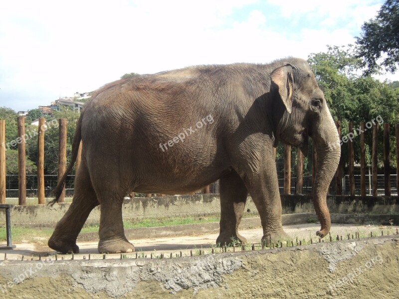 Elephant Nature Zoo Animal Mammal