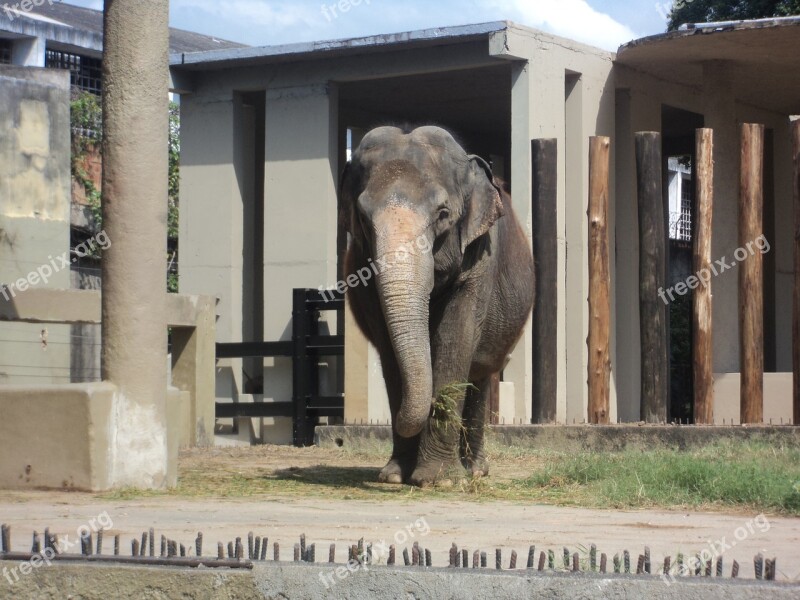 Elephant Zoo Giant Animal Nature