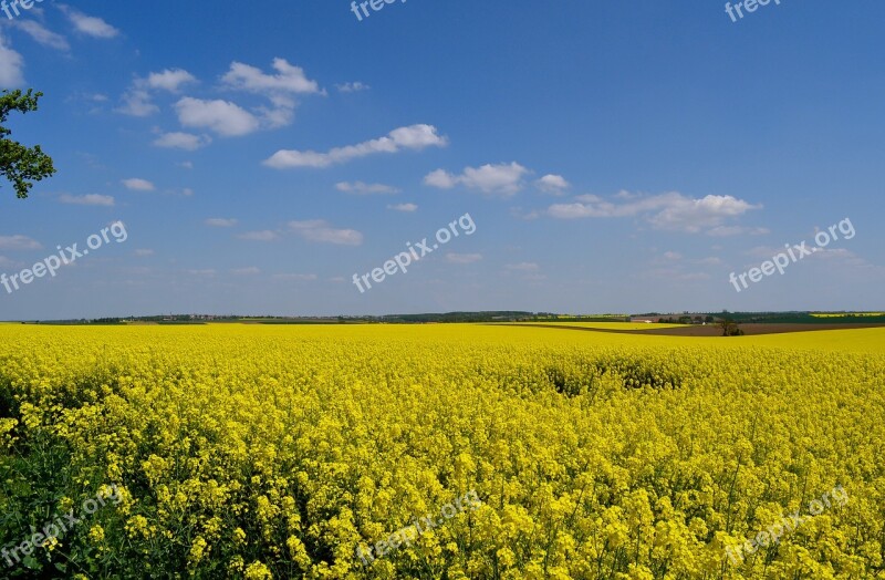 Field Of Rapeseeds Spring Summer Rape Blossom Nature