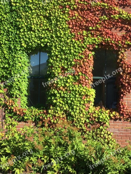 Building Ivy Climbing Growing Summer