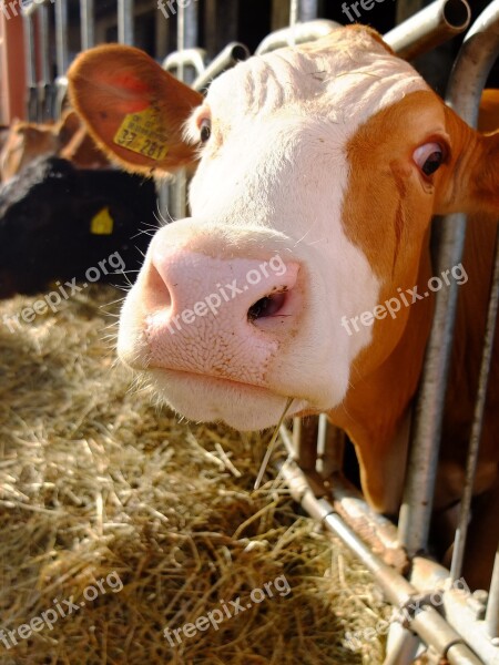 Cow Stall Agriculture Beef Rural