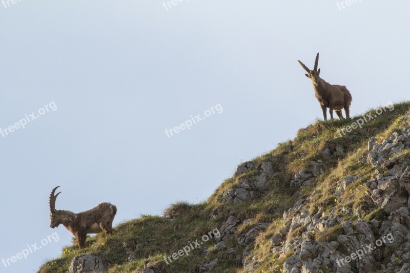 Capricorn Alpine Ibex Animal Alpine Mountains