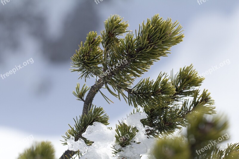 Pine Pinus Mugo Mountain Pine Place Pine Dwarf Pine