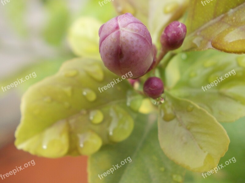 Drops Rain Leaves Plant Cocoon