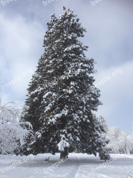 Tree Winter Snow Landscape Nature