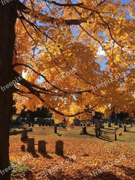 Gravestones Graveyard Trees Cemetery Autumn