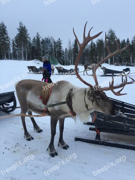 Lapland Reindeer Snow Free Photos