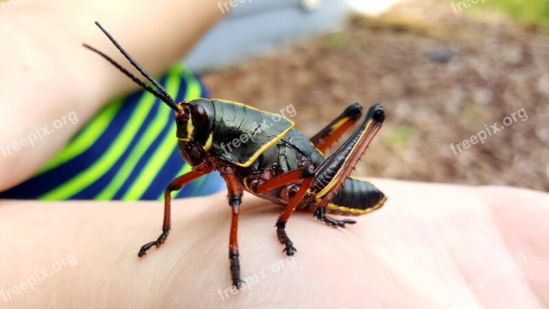 Grasshopper Eastern Lubber Nymph Macro