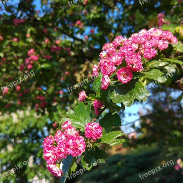 Pink Hawthorn Blooming Hawthorn Spring Flowering Tree Pink