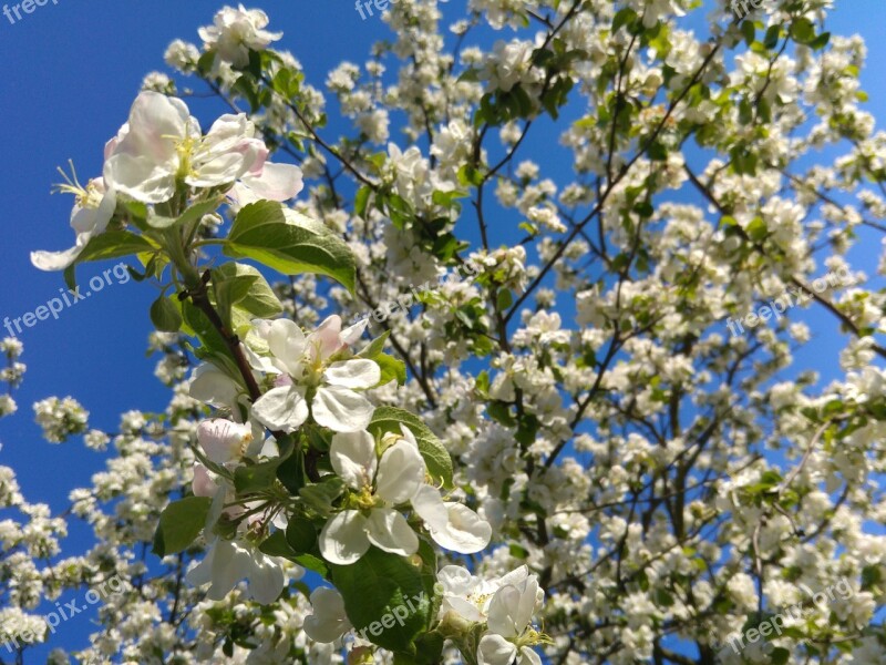 Flowering Crabapple Spring Apple Flower Tree Fruit