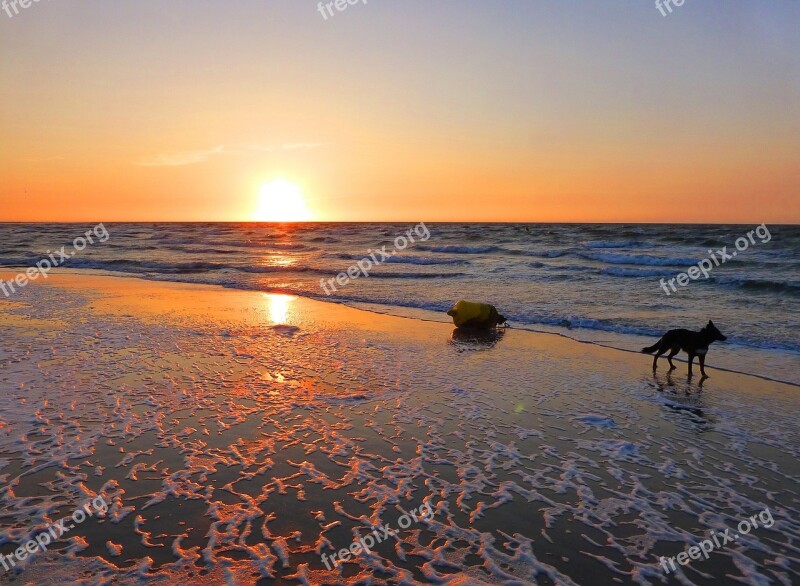 Sunset Beach Zeeland Holland Dog