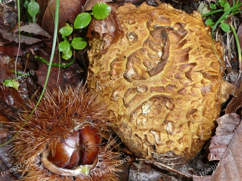 Mushroom Bovist Chestnuts Autumn Ticino