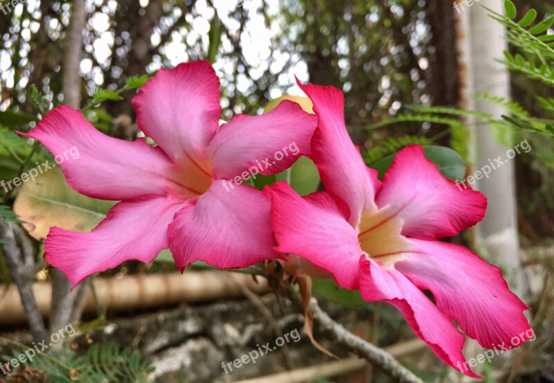 Flowers Pink Plant The Pink Flowers Free Photos