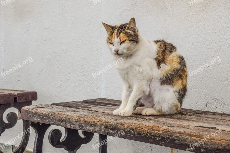 Cat Stray Homeless Animal Sitting