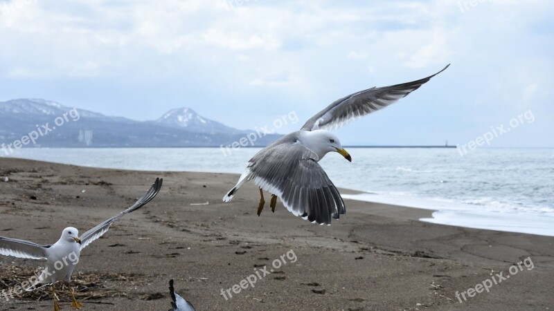 Animal Sky Cloud Mountain Sea