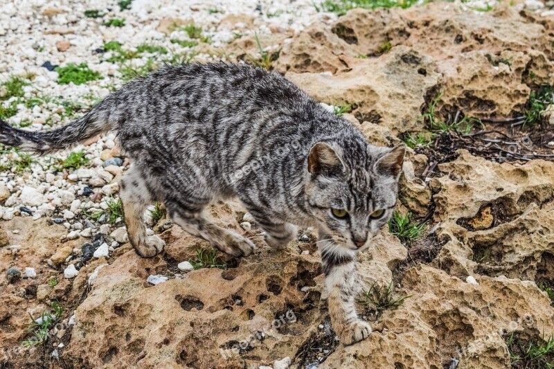 Cat Feral Young Kitten Animal