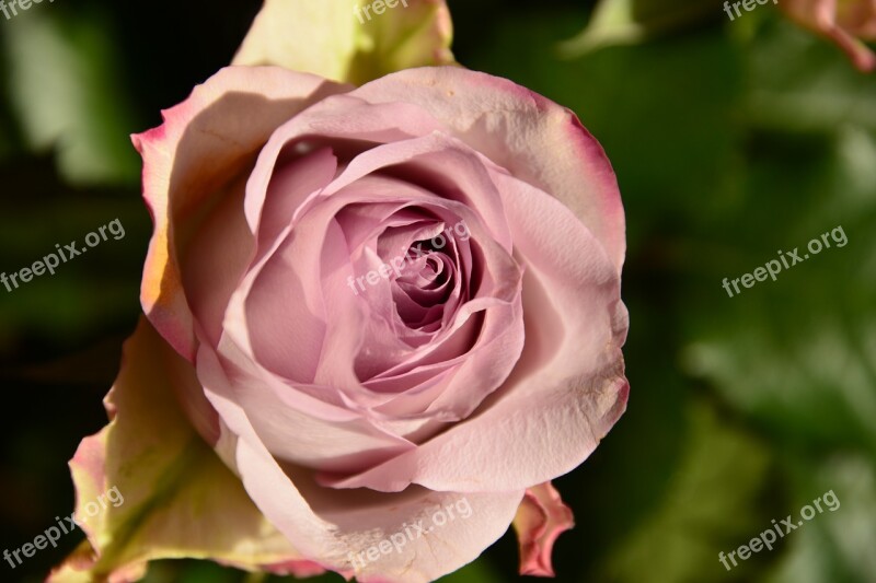 Pink Flower Nature Petals Macro