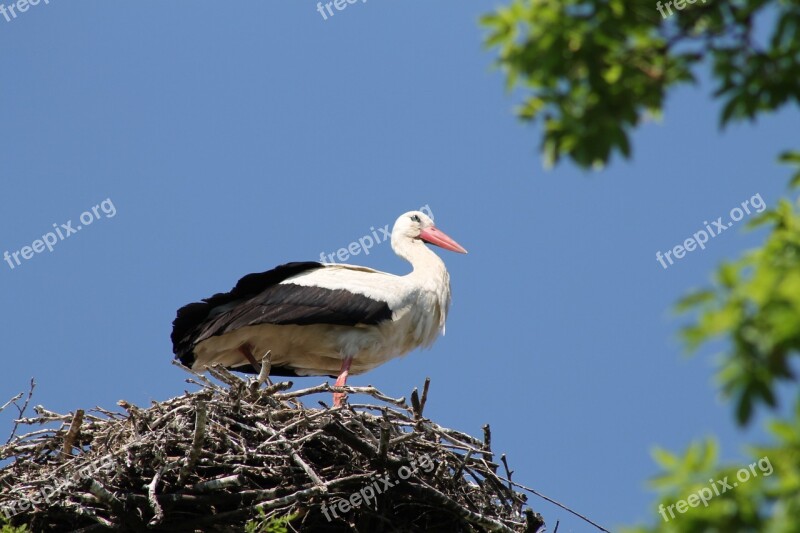 Stork City Marchegg Castle Park Garden