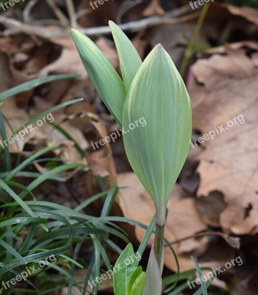 Solomon Seal Sprouts Solomon Seal Wildflower Sprout Spring