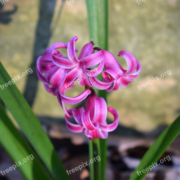 Pink Hyacinth Hyacinth Flower Blossom Bloom