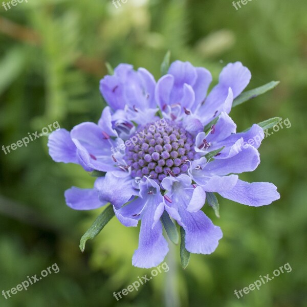 Flowers Purple Scabiosa Hakusan Ishikawa Prefecture