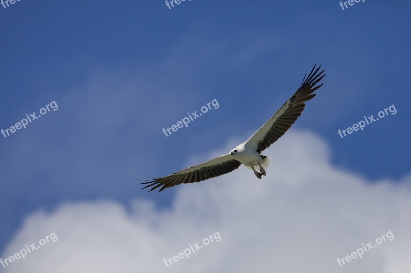 Bird White-bellied Sea Eagle Flight Indonesia Halmahera