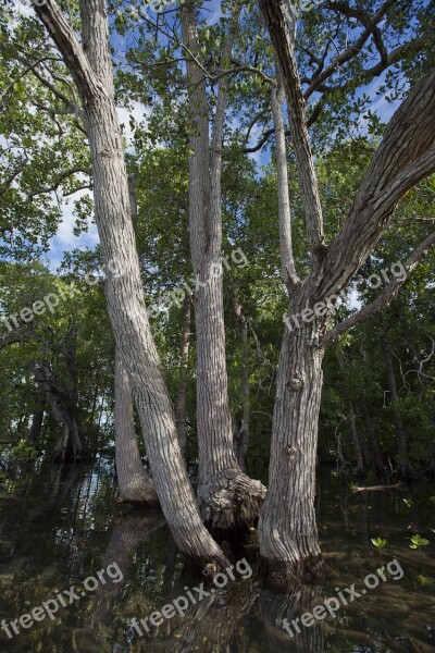 Arboretum Mangrove Widi Islands Seawater Tropical