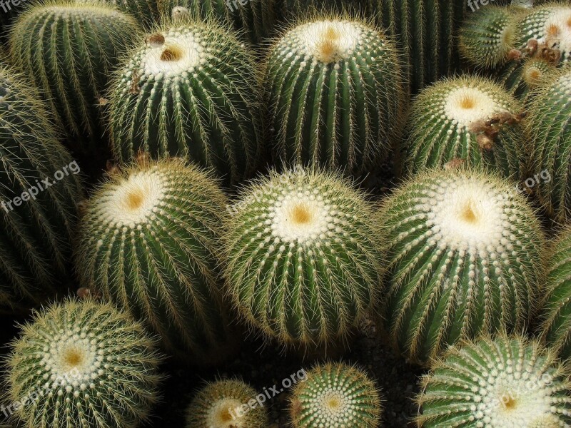 Cactus Darjeeling Cultivation Free Photos