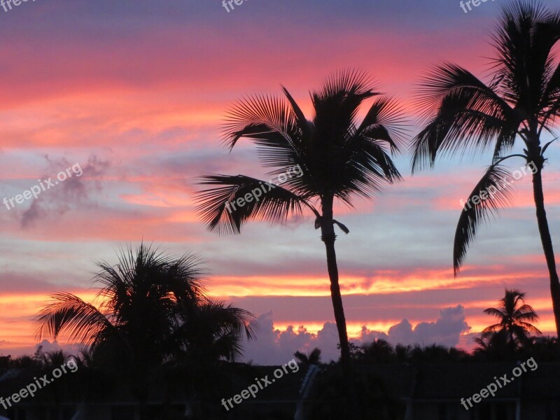 Landscape Sunset Palm Trees Paradise Free Photos