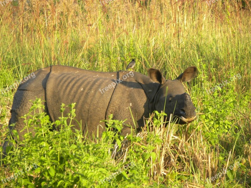 A Sub-adult Male Indian Rhino Manas National Park Assam India