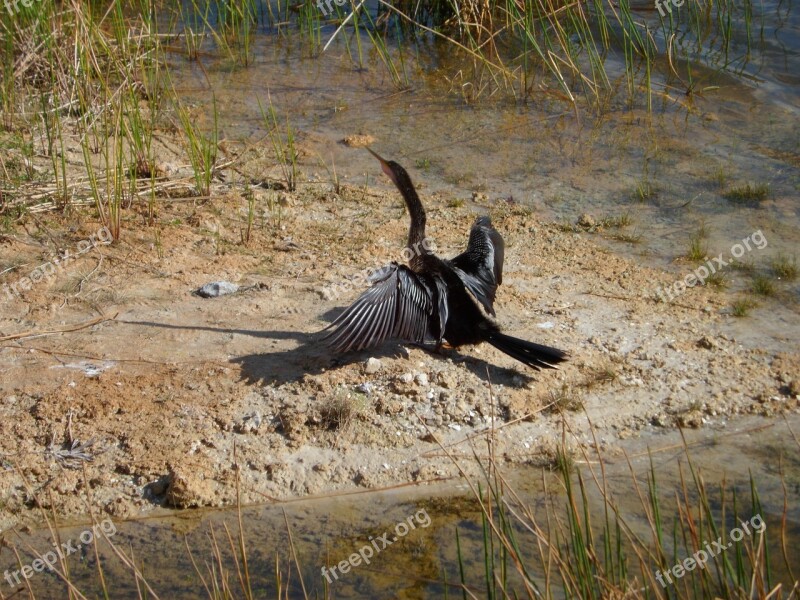 Anhinga Water Bird Nature Subtropical Snakebird