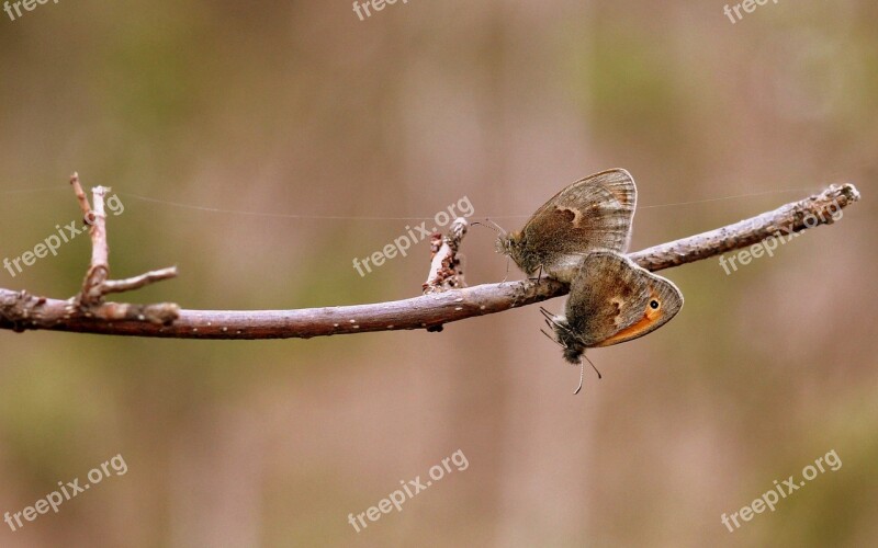 Butterflies Mating Love Couple Casey