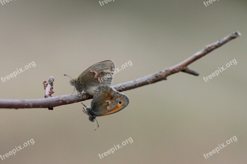 Butterflies Mating Love Couple Casey