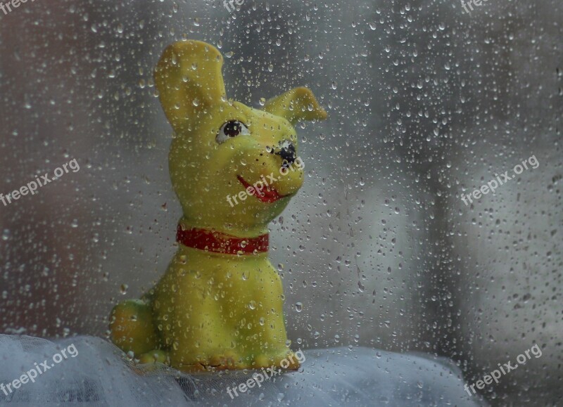 Dog Toy Rain Window About