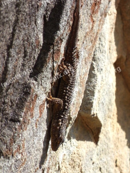 Gecko Dragon Rock Camouflage Texture Free Photos