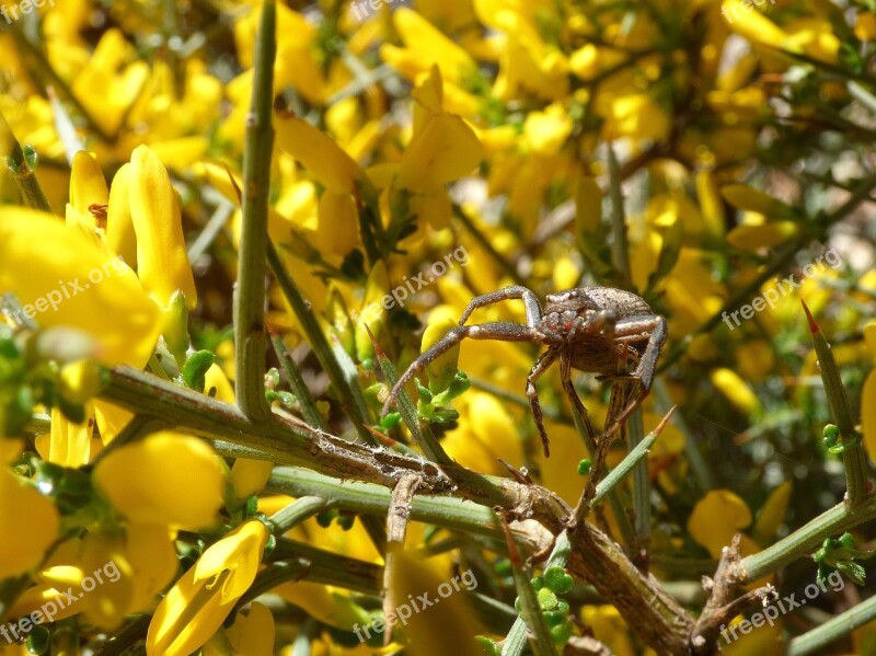 Spider Arachnid Genista Scorpius Aliaga Thorns